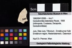 Foto (Objket + Etiketten) von Goniodromites bidentatus (Reuss, 1858)